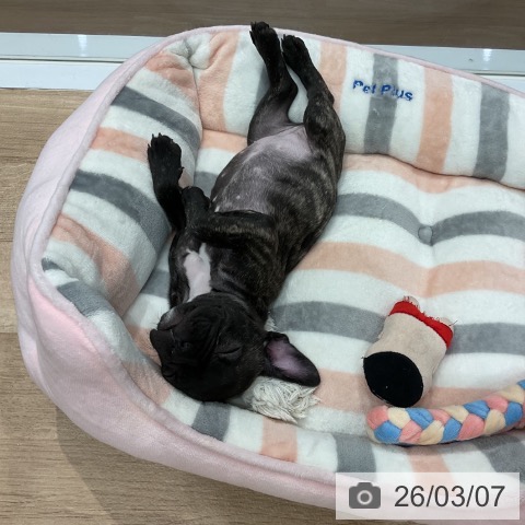 フレンチ・ブルドッグの写真