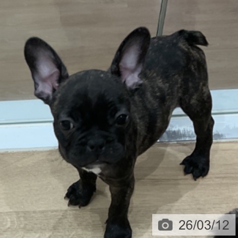 愛知県のフレンチブルドッグ (ペットプラス 東浦店/2026年1月2日生まれ/女の子/ブリンドル)の子犬の3枚目の画像