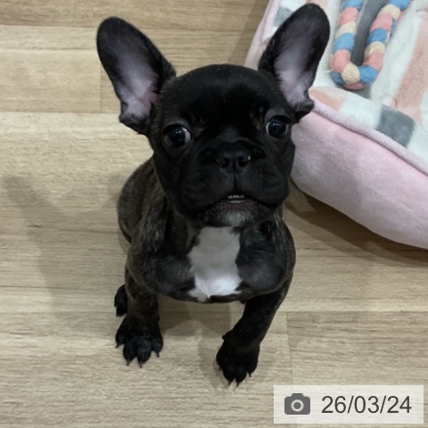 愛知県のフレンチブルドッグ (ペットプラス 東浦店/2026年1月2日生まれ/女の子/ブリンドル)の子犬の3枚目の画像