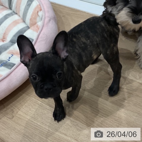 愛知県のフレンチブルドッグ (ペットプラス 東浦店/2026年1月2日生まれ/女の子/ブリンドル)の子犬の3枚目の画像