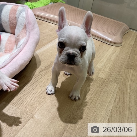 愛知県のフレンチブルドッグ (ペットプラス イオンモール豊川店/2026年1月2日生まれ/女の子/クリーム)の子犬の3枚目の画像