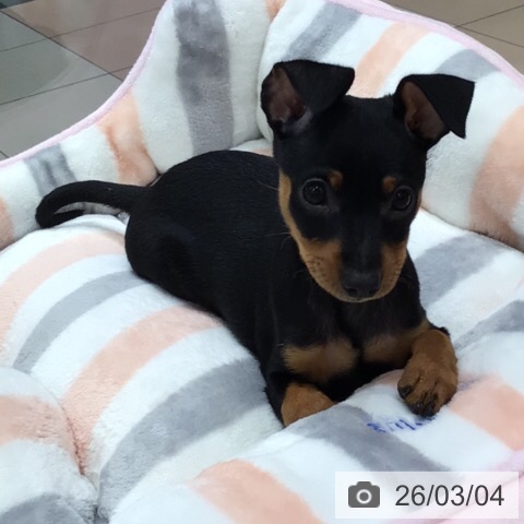 ミニチュア・ピンシャーの写真