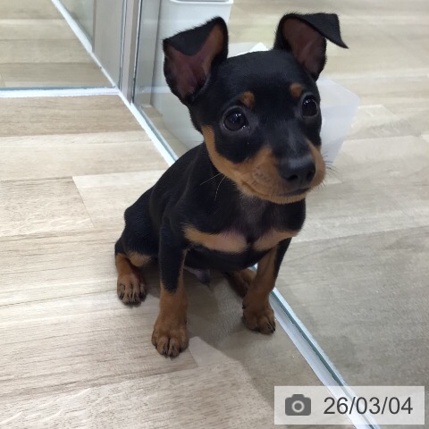 ミニチュア・ピンシャーの写真