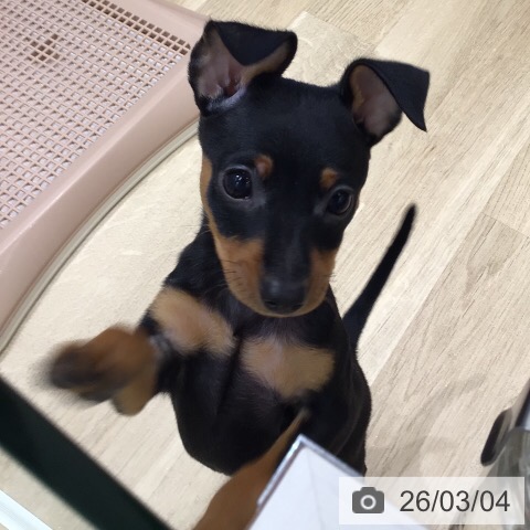 ミニチュア・ピンシャーの写真