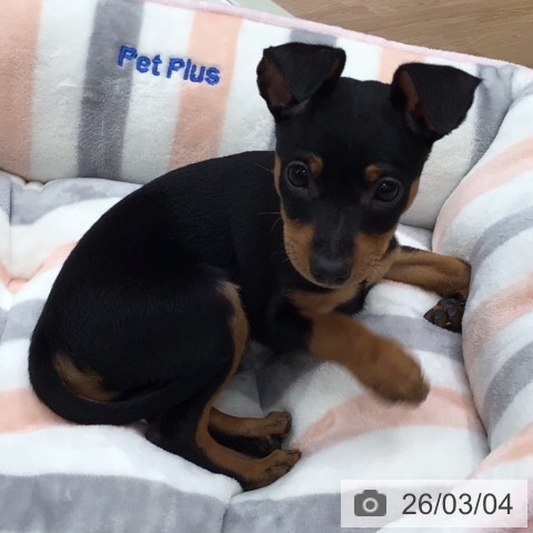 ミニチュア・ピンシャーの写真