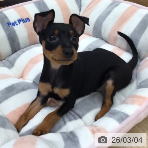 ミニチュア・ピンシャーの写真