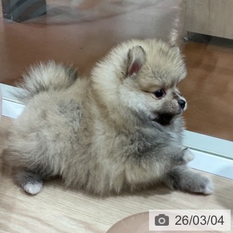 ポメラニアンの写真