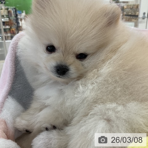 愛知県のポメラニアン (ペットプラス ナゴヤドーム前店/2025年12月30日生まれ/女の子/クリーム)の子犬の4枚目の画像