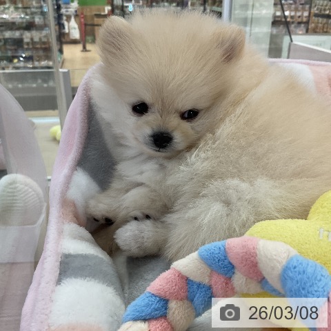 愛知県のポメラニアン (ペットプラス ナゴヤドーム前店/2025年12月30日生まれ/女の子/クリーム)の子犬の3枚目の画像