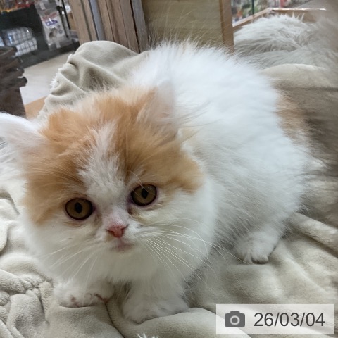 福岡県のミヌエット (ペットプラス 福岡店/2025年12月22日生まれ/女の子/レッドタビーホワイト)の子猫の4枚目の画像