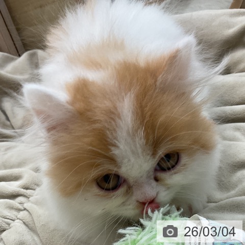 福岡県のミヌエット (ペットプラス 福岡店/2025年12月22日生まれ/女の子/レッドタビーホワイト)の子猫の4枚目の画像