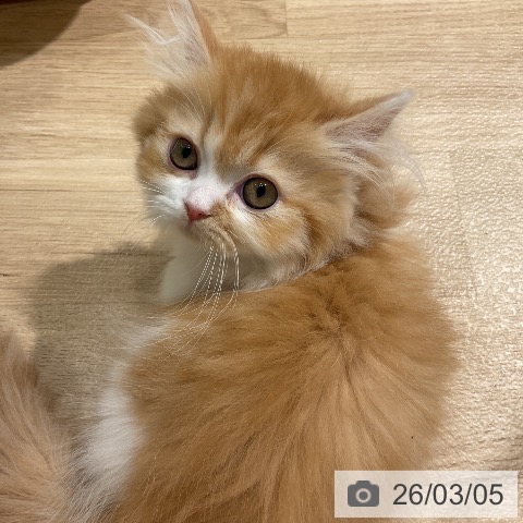 ミヌエットの写真