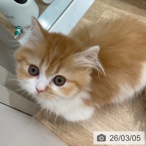 ミヌエットの写真