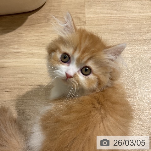 ミヌエットの写真