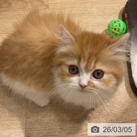 ミヌエットの写真