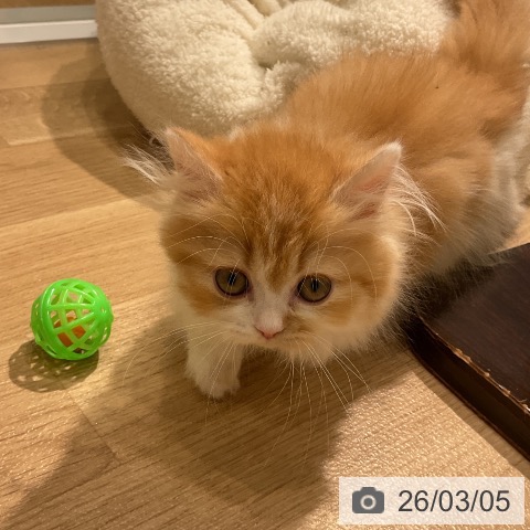 ミヌエットの写真