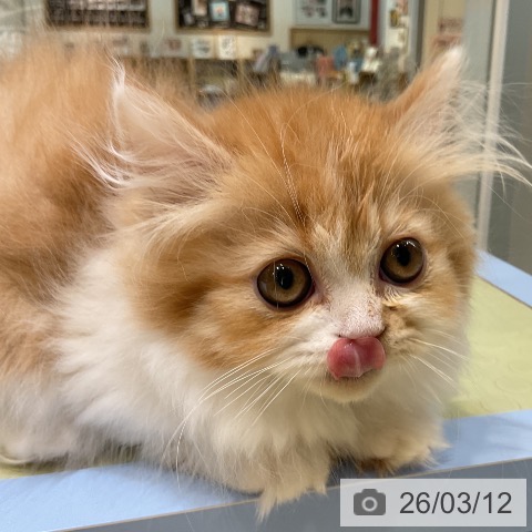 ミヌエットの写真