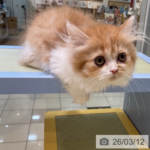 ミヌエットの写真