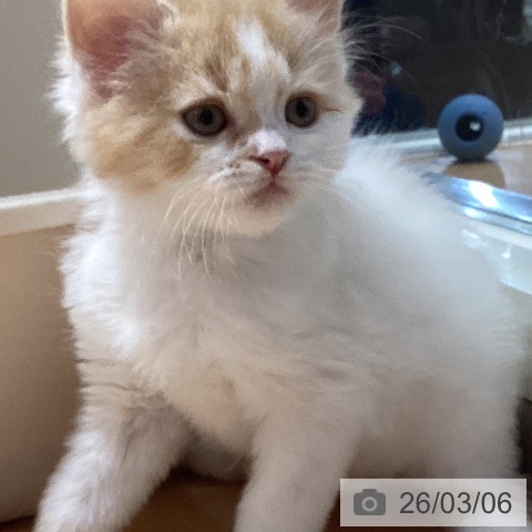 鹿児島県のスコティッシュフォールド (ペットプラス 姶良店/2026年1月1日生まれ/男の子/レッドタビーホワイト)の子猫の4枚目の画像