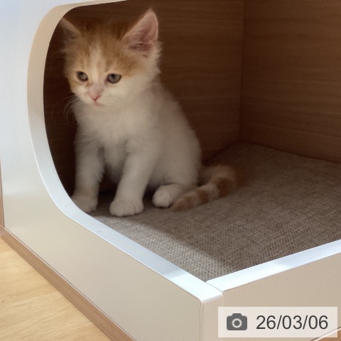 鹿児島県のスコティッシュフォールド (ペットプラス 姶良店/2026年1月1日生まれ/男の子/レッドタビーホワイト)の子猫の3枚目の画像