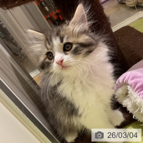 スコティッシュフォールドの写真