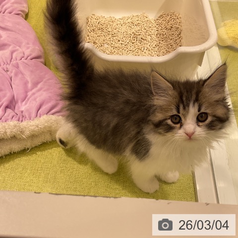 スコティッシュフォールドの写真