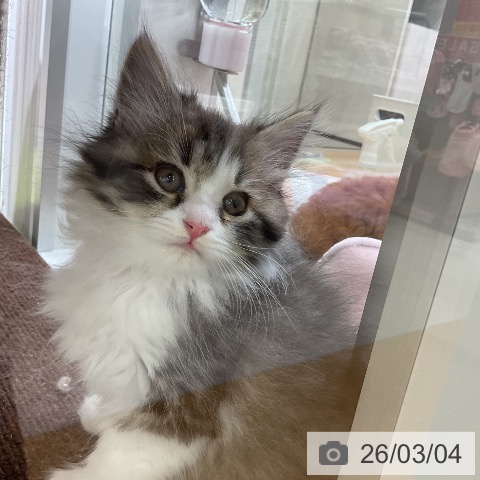 スコティッシュフォールドの写真