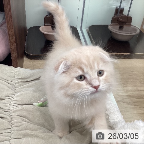 スコティッシュフォールドの写真