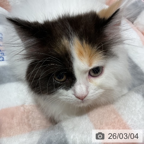 スコティッシュフォールドの写真