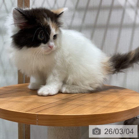 スコティッシュフォールドの写真