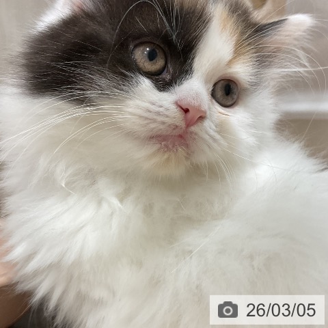 福岡県のスコティッシュフォールド (ペットプラス 八幡東店/2026年1月1日生まれ/女の子/ブラウンパッチドタビーホワイト)の子猫の3枚目の画像