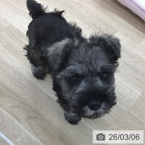 ミニチュア・シュナウザーの写真