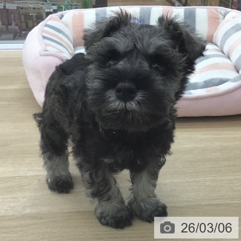 ミニチュア・シュナウザーの写真