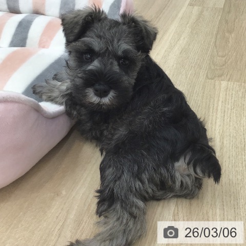 ミニチュア・シュナウザーの写真