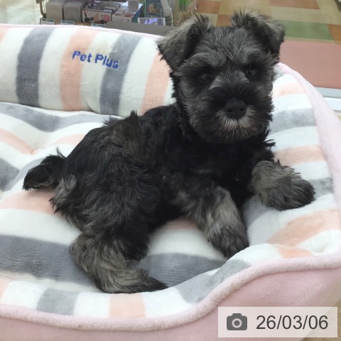 ミニチュア・シュナウザーの写真