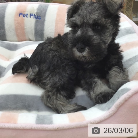 ミニチュア・シュナウザーの写真