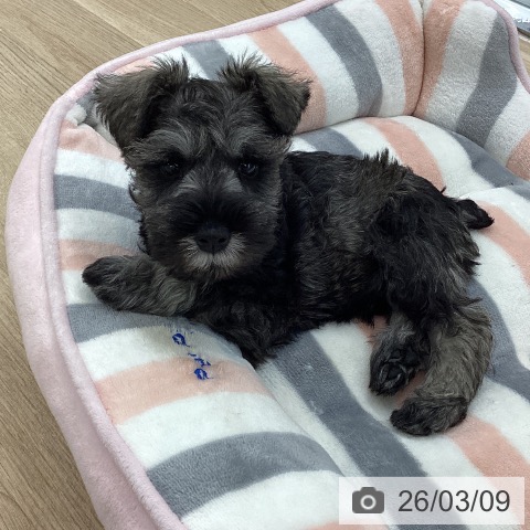 愛知県のミニチュアシュナウザー (ペットプラス 千音寺店/2026年1月2日生まれ/男の子/ソルトペッパー)の子犬の3枚目の画像