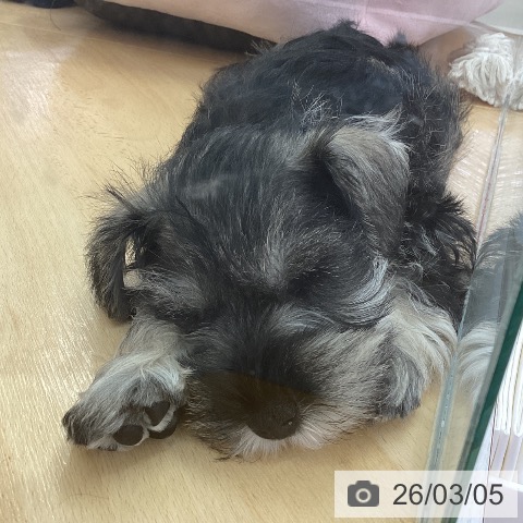 三重県のミニチュアシュナウザー (ペットプラス 津南店/2026年1月2日生まれ/男の子/ソルトペッパー)の子犬の3枚目の画像