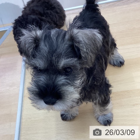 三重県のミニチュアシュナウザー (ペットプラス 津南店/2026年1月2日生まれ/男の子/ソルトペッパー)の子犬の3枚目の画像