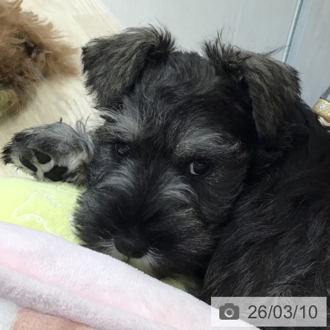 富山県のミニチュアシュナウザー (ペットプラス 高岡店/2026年1月2日生まれ/女の子/ソルトペッパー)の子犬の3枚目の画像