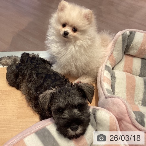 ミニチュア・シュナウザーの写真