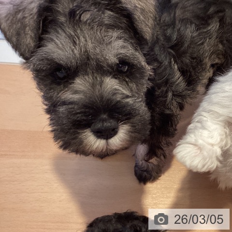 三重県のミニチュアシュナウザー (ペットプラス 東員店/2026年1月2日生まれ/女の子/ソルトペッパー)の子犬の3枚目の画像