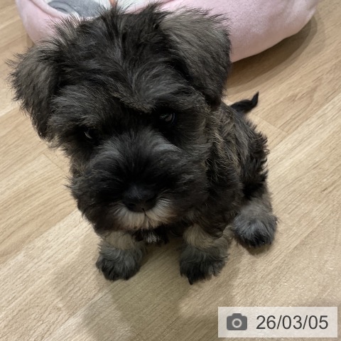 三重県のミニチュアシュナウザー (ペットプラス 鈴鹿店/2026年1月2日生まれ/女の子/ソルトペッパー)の子犬の4枚目の画像