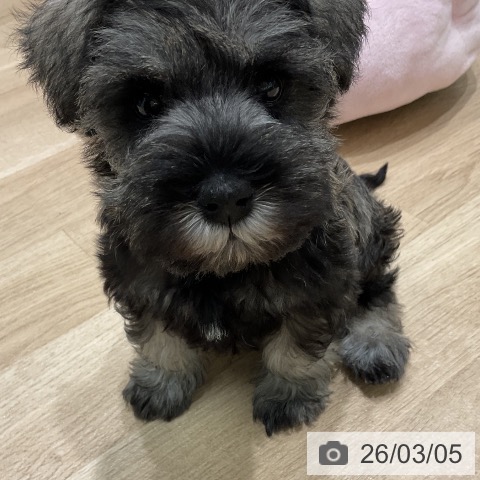 三重県のミニチュアシュナウザー (ペットプラス 鈴鹿店/2026年1月2日生まれ/女の子/ソルトペッパー)の子犬の3枚目の画像