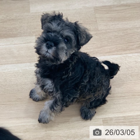 岐阜県のミニチュアシュナウザー (ペットプラス 光ケ丘店/2026年1月2日生まれ/女の子/ソルトペッパー)の子犬の4枚目の画像