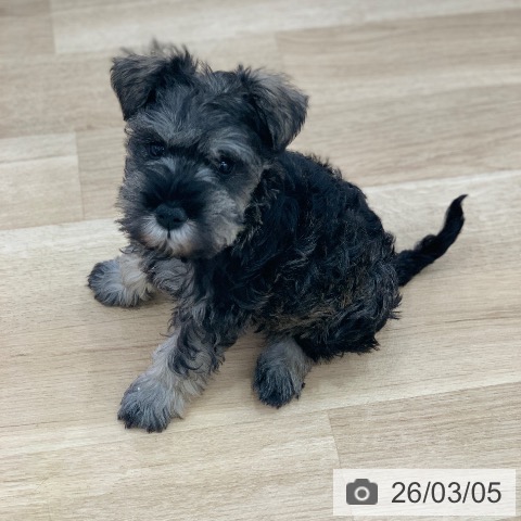 岐阜県のミニチュアシュナウザー (ペットプラス 光ケ丘店/2026年1月2日生まれ/女の子/ソルトペッパー)の子犬の3枚目の画像