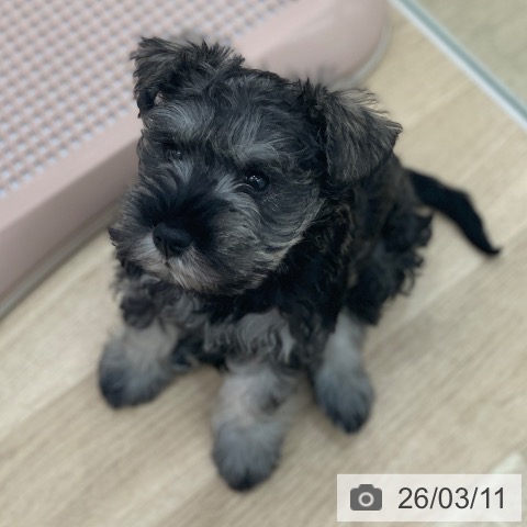 岐阜県のミニチュアシュナウザー (ペットプラス 光ケ丘店/2026年1月2日生まれ/女の子/ソルトペッパー)の子犬の4枚目の画像