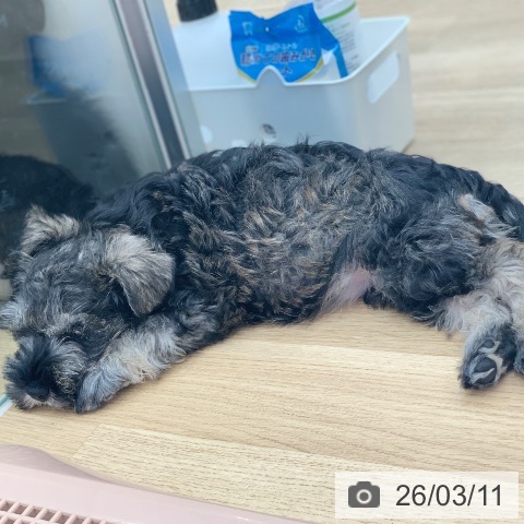 岐阜県のミニチュアシュナウザー (ペットプラス 光ケ丘店/2026年1月2日生まれ/女の子/ソルトペッパー)の子犬の3枚目の画像