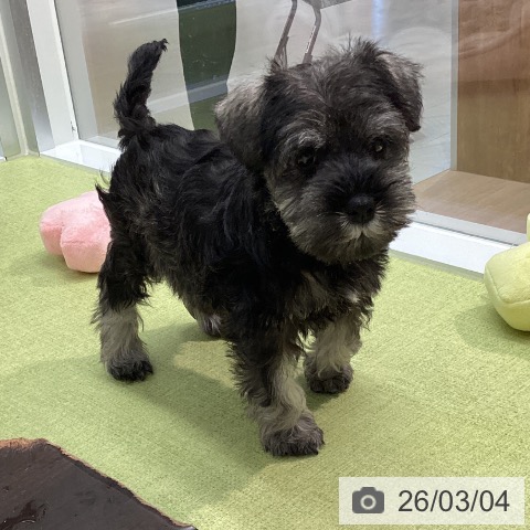 石川県のミニチュアシュナウザー (ペットプラス 白山店/2026年1月2日生まれ/女の子/ソルトペッパー)の子犬の4枚目の画像