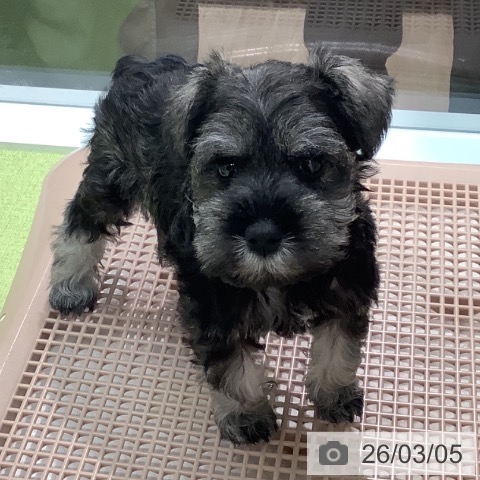 石川県のミニチュアシュナウザー (ペットプラス 白山店/2026年1月2日生まれ/女の子/ソルトペッパー)の子犬の3枚目の画像